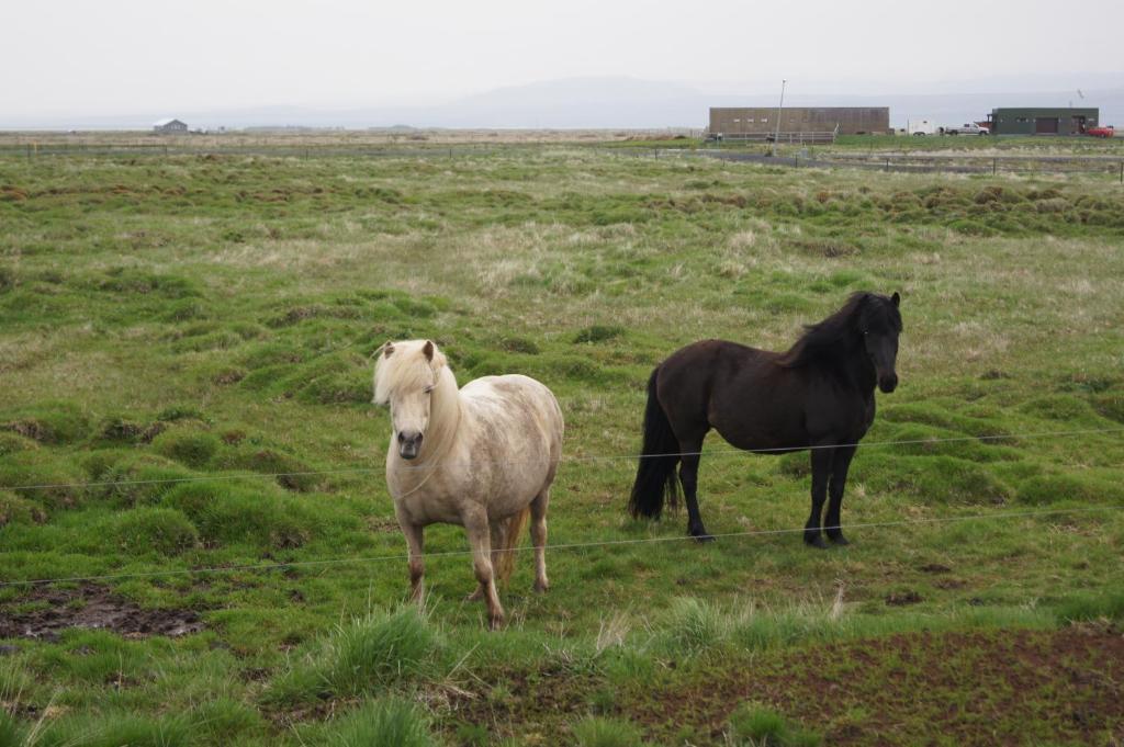 Guesthouse Nordheimar Selfoss Zewnętrze zdjęcie